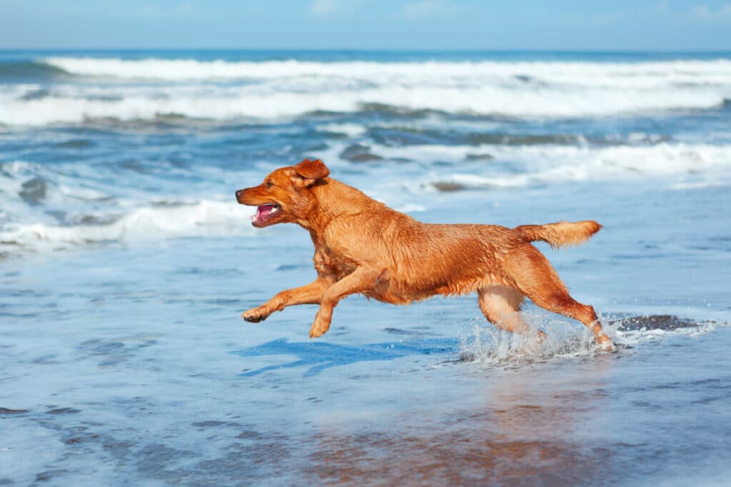 Happy dog enjoying Good Vibes